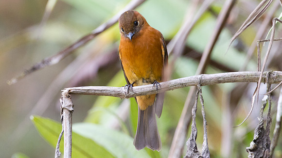 Cinnamon Flycatcher (Pyrrhomyias cinnamomeus)