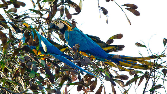 Blue-and-Yellow Macaw (Ara ararauna)