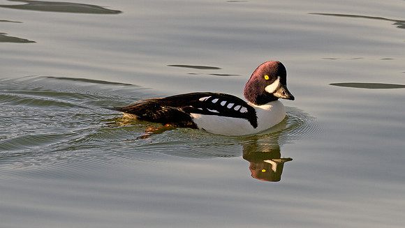 Barrow's Goldeneye (Bucephala islandica)