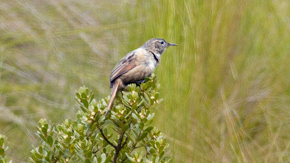 Streak-backed Canastero (Asthenes wyatti)