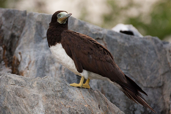 Brown Booby (Sula leucogaster)