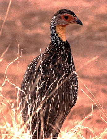 Yellow-necked Spurfowl (Francolinus leucoscepus)