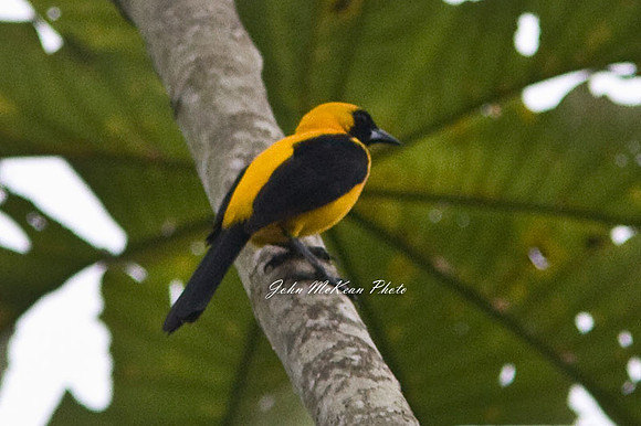 Yellow-backed Oriole (Icterus chrysater)