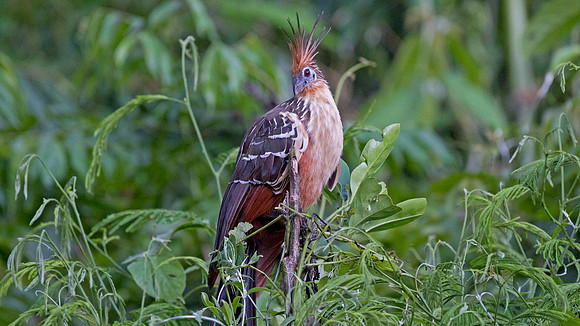 Hoatzin (Opisthocomus hoazin)