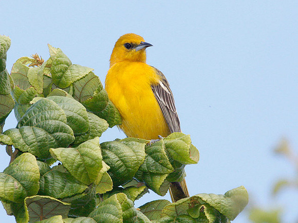 Hooded Oriole (Icterus cucullatus) female