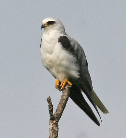 White-tailed Kite (Elanus leucurus)
