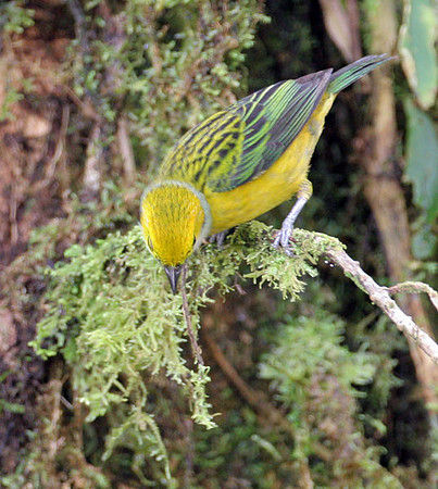 Silver-throated Tanager (Tangara icterocephala)