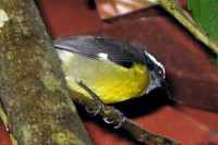 Bananaquit (Coereba flaveola)