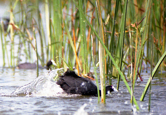 Red-knobbed Coot (Fulica cristata)