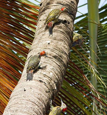 Hispaniolan Woodpecker (Melanerpes striatus)
