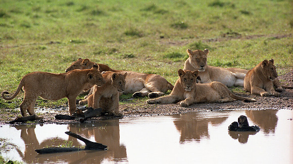 1988 Africa Lion cubs img457