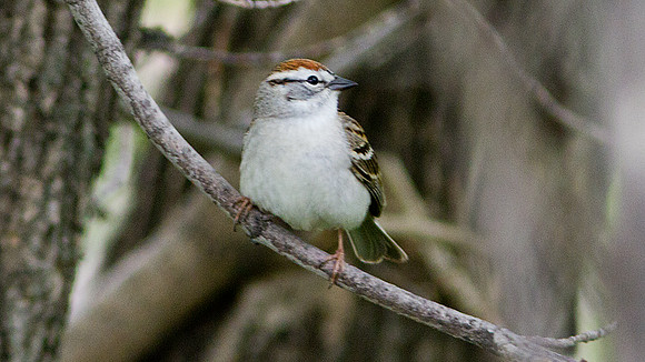 Chipping Sparrow (Spizella passerina)