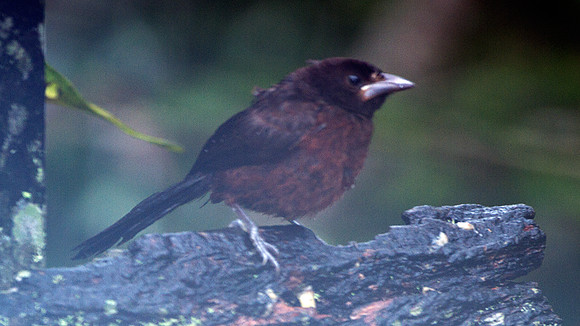 Silver-beaked Tanager (Ramphocelus carbo) - female