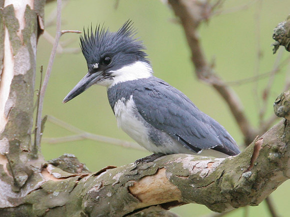 Belted Kingfisher (Megaceryle alcyon) male