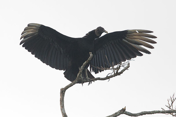 Black Vulture (Coragyps atratus) also known as American Black Vulture