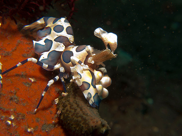 Harlequin shrimp (Hymenocera picta)
