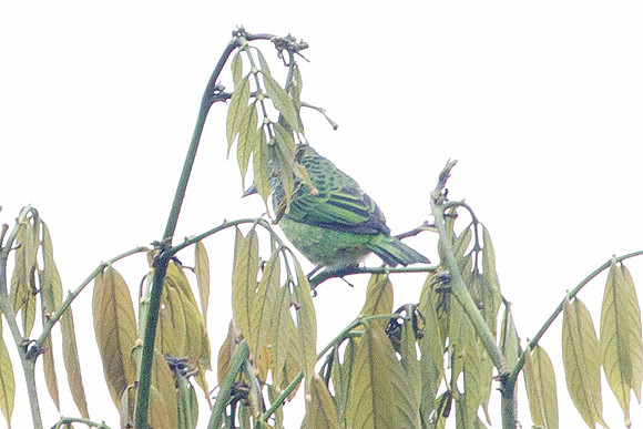 Spotted Tanager (Tangara punctata)
