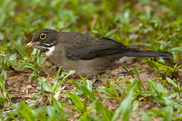 White-throated Robin (Irania gutturalis)