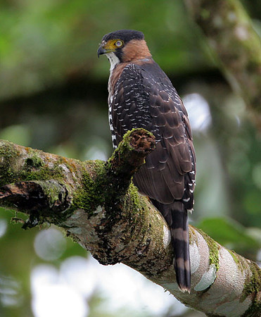 Grey-bellied Goshawk (Accipiter poliogaster) juvenile