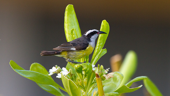 Bananaquit (Coereba flaveola subspecies caboti)