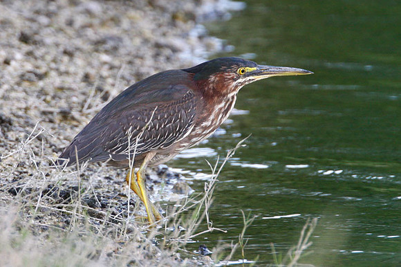 Green Heron (Butorides virescens) immature