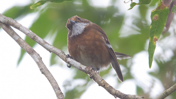 Hawaiʻi ‘Elepaio ( Chasiempis sandwichensis)
