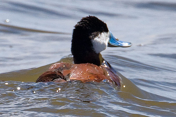 Ruddy Duck (Oxyura jamaicensis) male