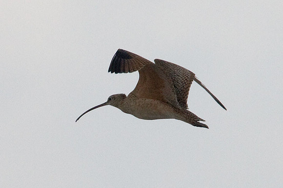 Long-billed Curlew (Numenius americanus)