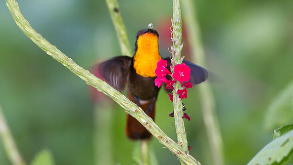 Ruby-topaz Hummingbird (Chrysolampis mosquitus) male