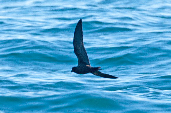 Leach's Storm Petrel (Oceanodroma leucorhoa)