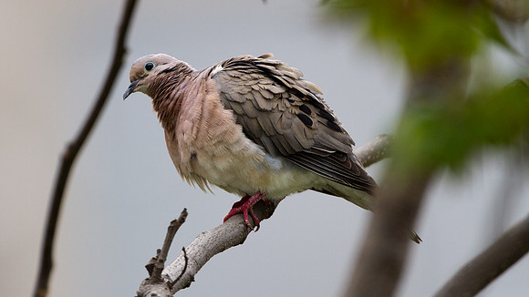 Eared Dove (Zenaida auriculata)
