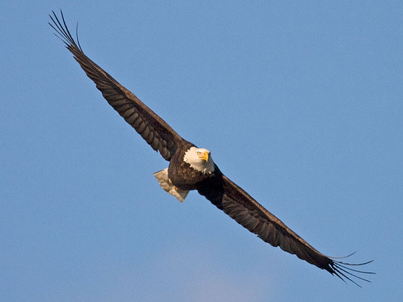 Bald Eagle (Haliaeetus leucocephalus)