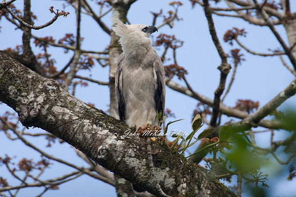 Harpy Eagle (Harpia harpyja)