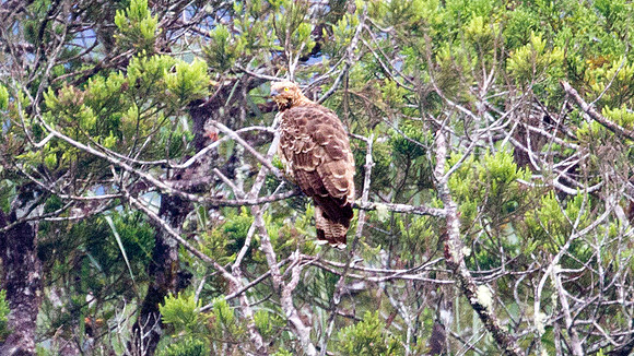 Oriental Honey-buzzard (Pernis ptilorhyncus philippensis)