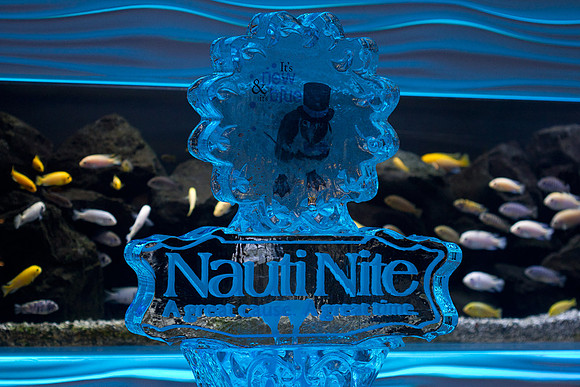 IMG_2441-nauti