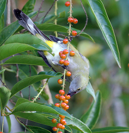 Long-tailed Silky-flycatcher (Ptilogonys caudatus) female