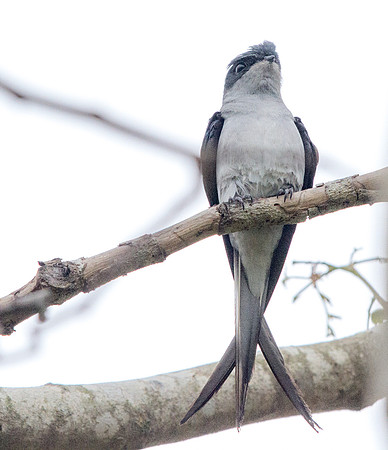 Grey-rumped treeswift (Hemiprocne longipennis)