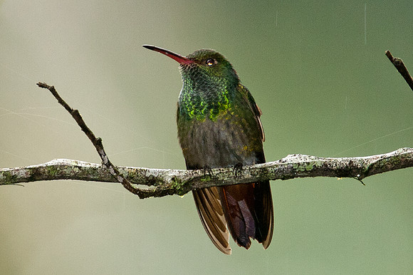 Rufous-tailed Hummingbird (Amazilia tzacatl)