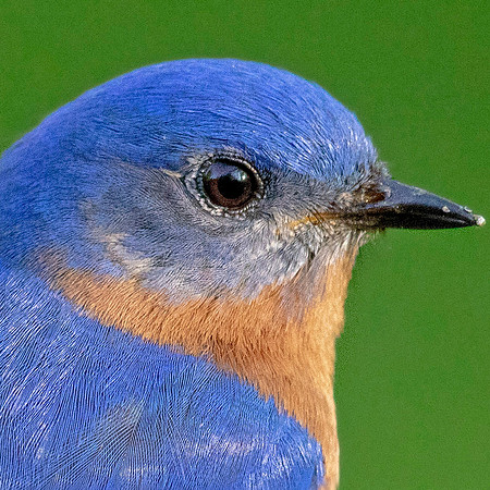 Eastern Bluebird (Sialia sialis) Male