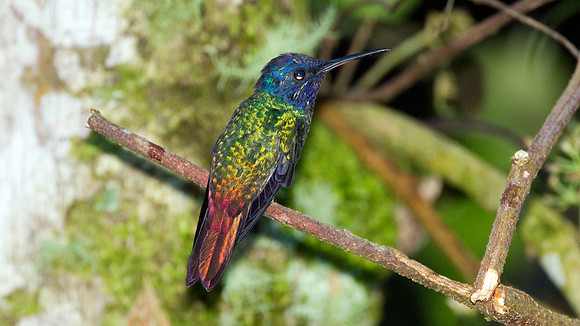 Golden-tailed Sapphire (Chrysuronia oenone)