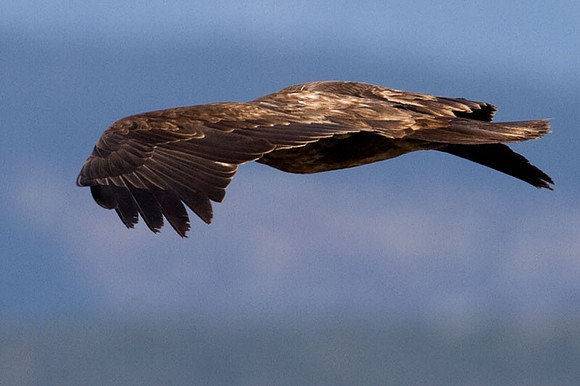 Bald Eagle (Haliaeetus leucocephalus) immature