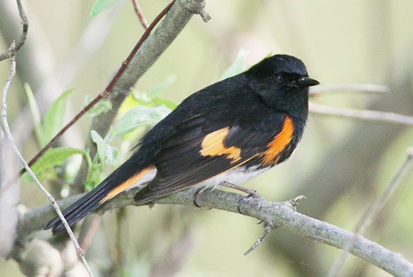 American Redstart (Setophaga ruticilla)