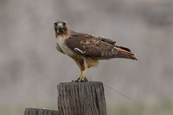Red-tailed Hawk (Buteo jamaicensis)