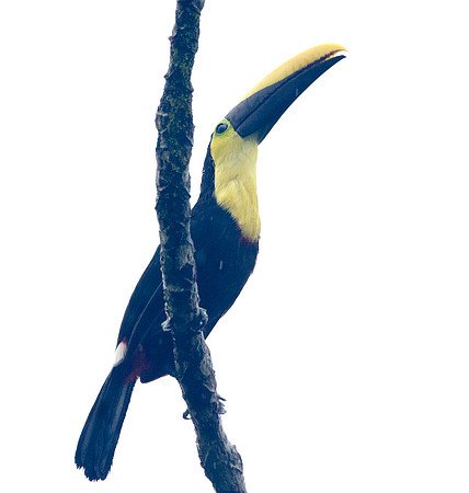 Choco Toucan (Ramphastos brevis)