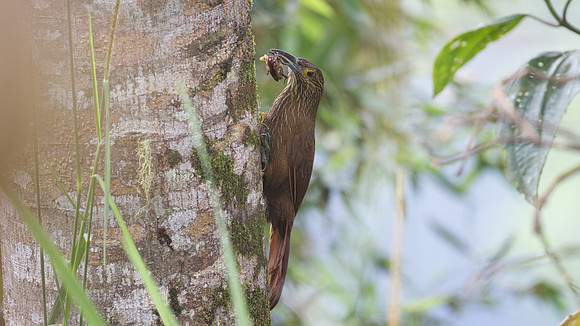 Strong-billed Woodcreeper (Xiphocolaptes promeropirhynchus)