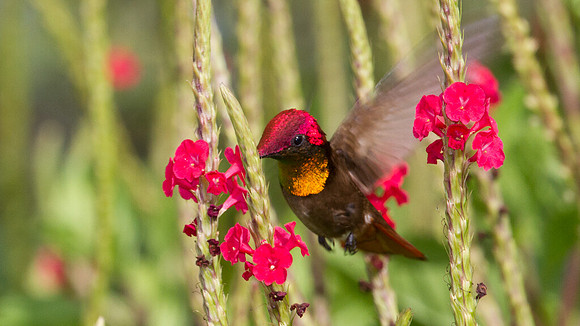 Ruby-topaz Hummingbird (Chrysolampis mosquitus) male