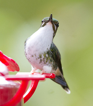 Booted Racket-tail (Ocreatus underwoodii)