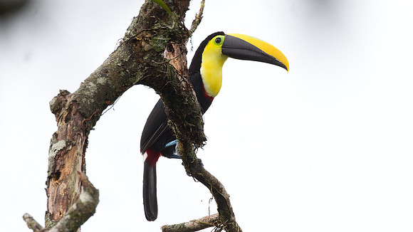Choco Toucan (Ramphastos brevis)