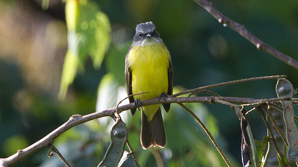 Grey-capped Flycatcher (Myiozetetes granadensis)