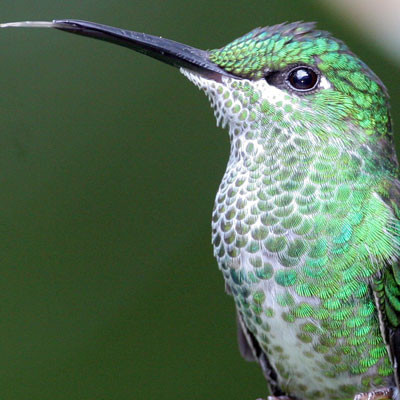 Green-crowned Brilliant (Heliodoxa jacula) female